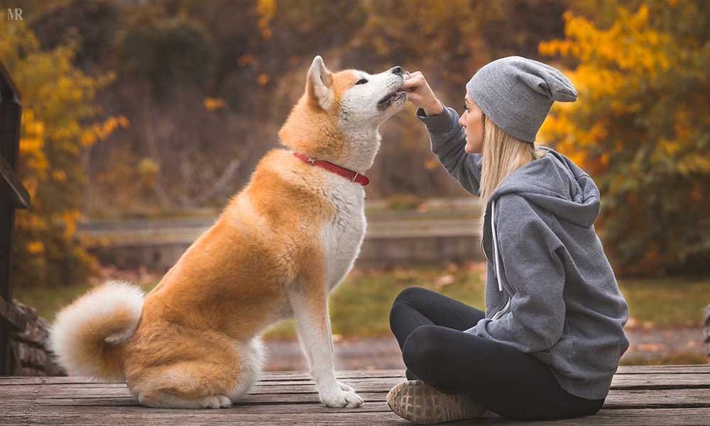 American Akita