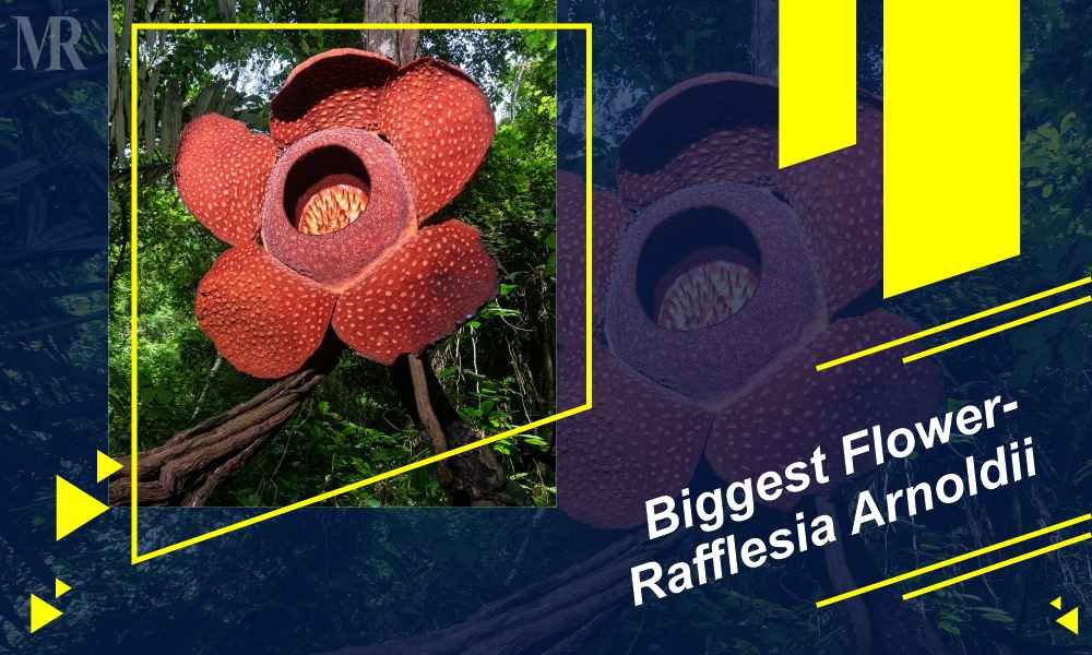 Biggest Things in the World: Biggest Flower- Rafflesia Arnoldii