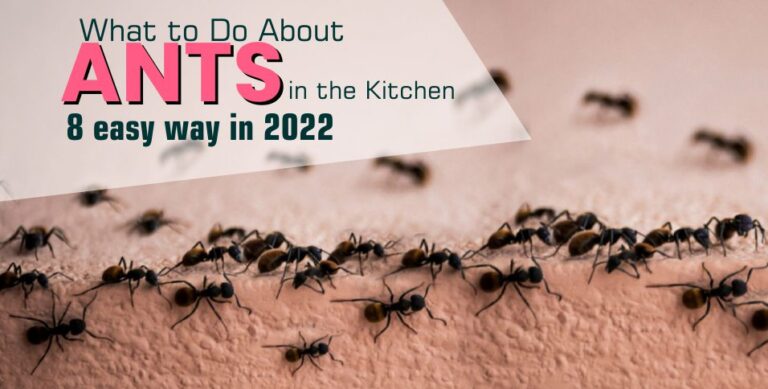 Ants in the Kitchen