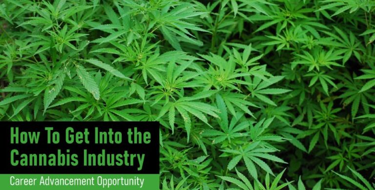 How-To-Get-Into-the-Cannabis-Industry-Career-Advancement-Opportunity