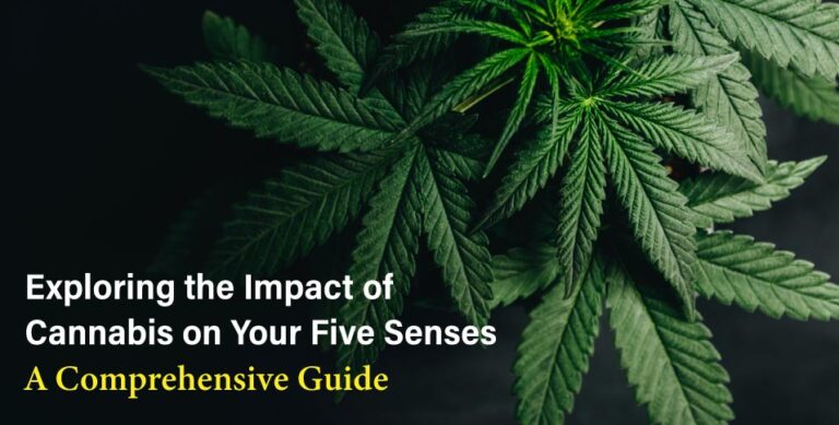 Impact of Cannabis