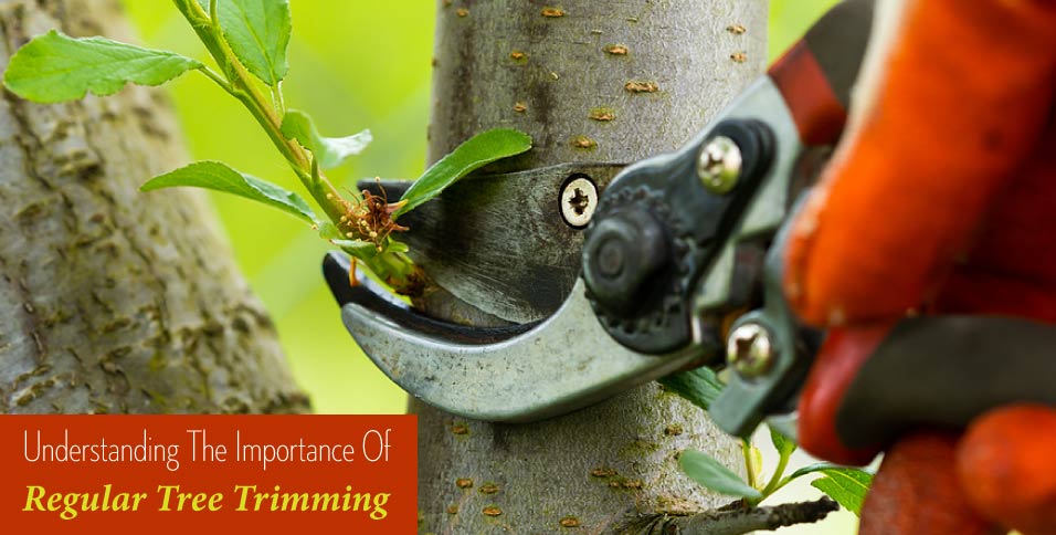 Understanding-The-Importance-Of-Regular-Tree-Trimming