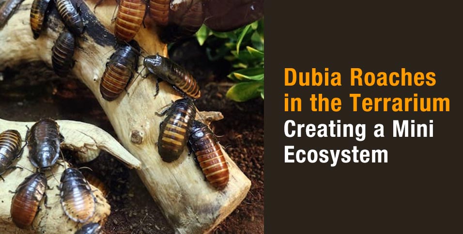 Dubia-Roaches-in-the-Terrarium-Creating-a-Mini-Ecosystem