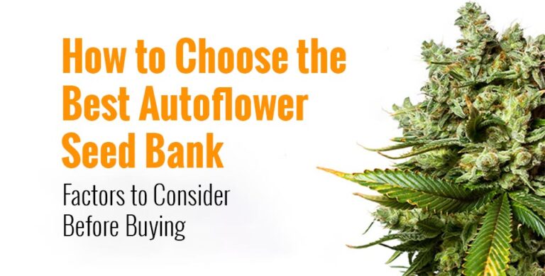 Autoflower Seed Bank