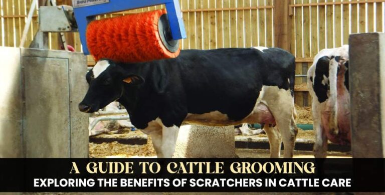 Scratchers in Cattle Care