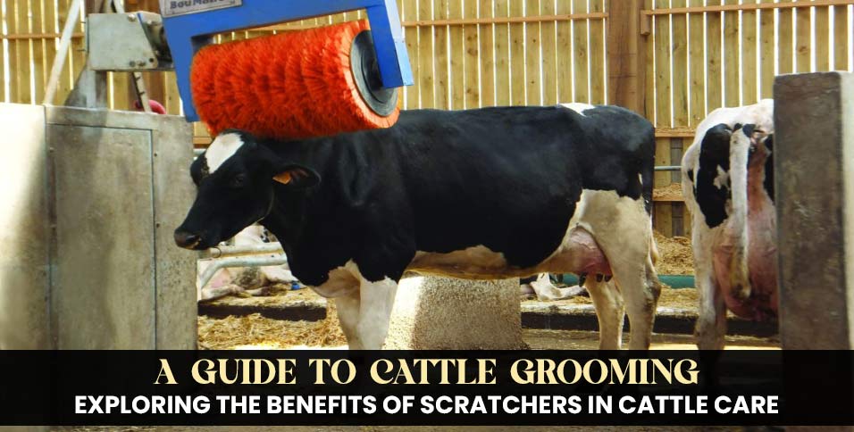 Scratchers in Cattle Care