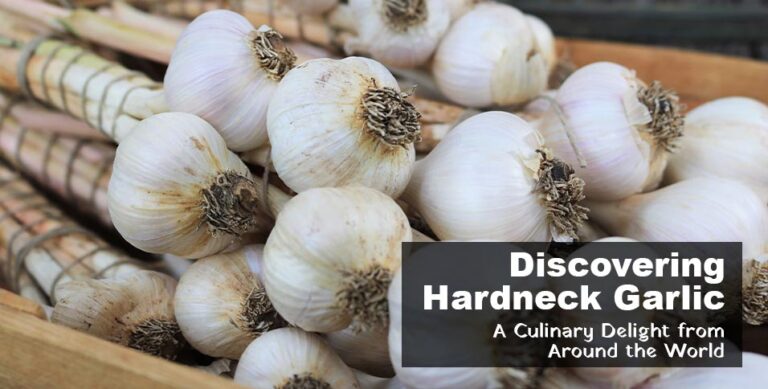 Hardneck Garlic