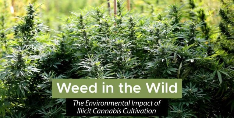 Illicit-Cannabis-Cultivation