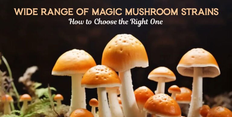 Magic Mushroom Strains