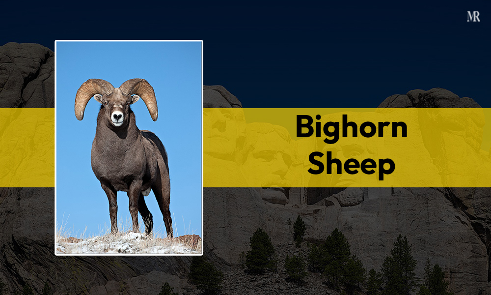 Bighorn Sheep