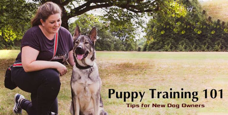 Puppy Training 101