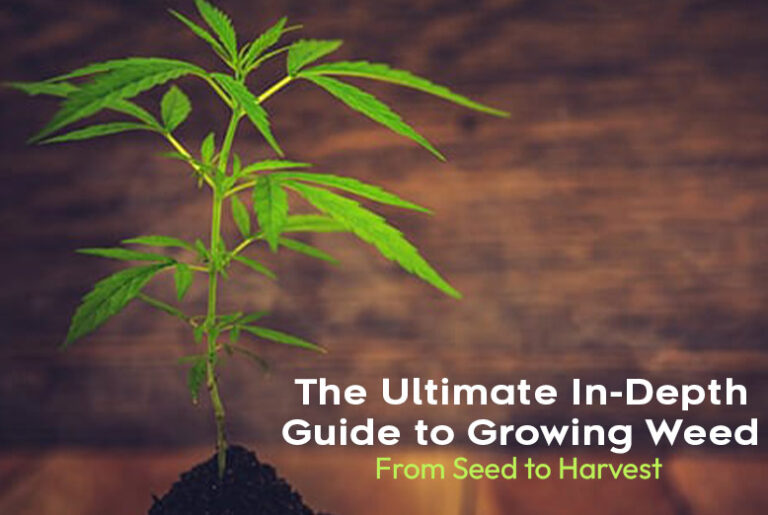 Guide to Growing Weed