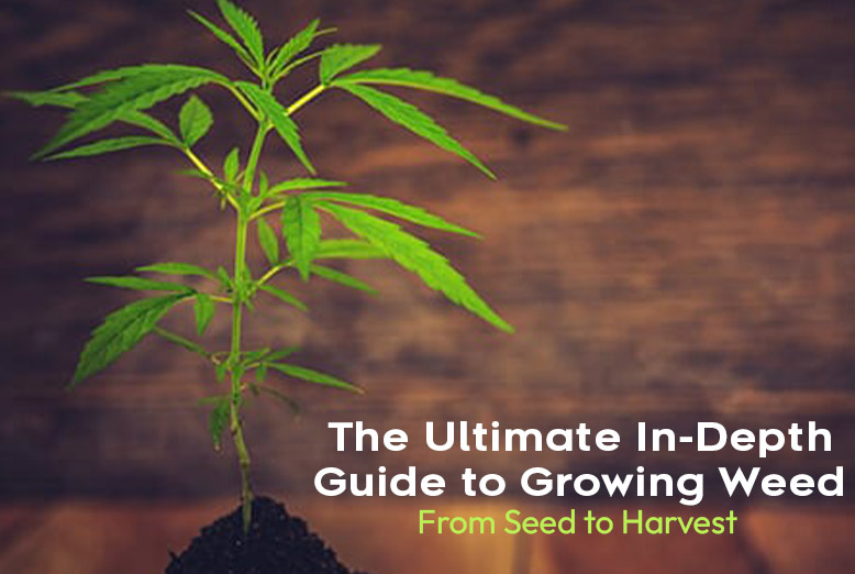 Guide to Growing Weed