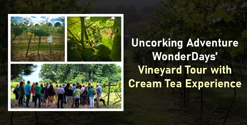 WonderDays Vineyard Tour