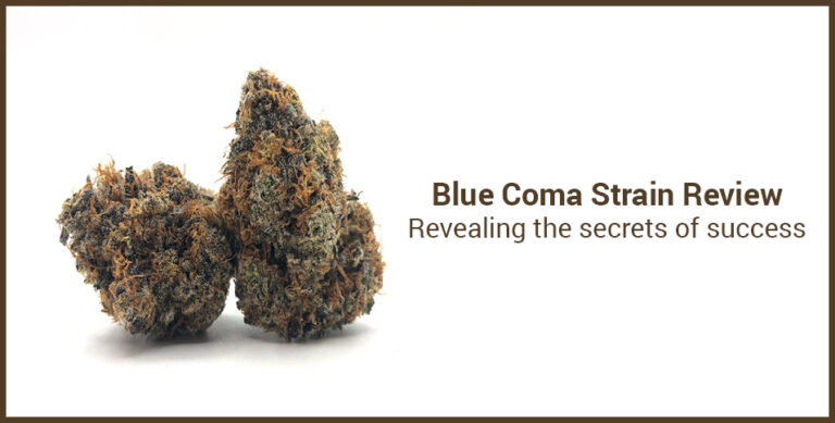 Blue Coma Strain