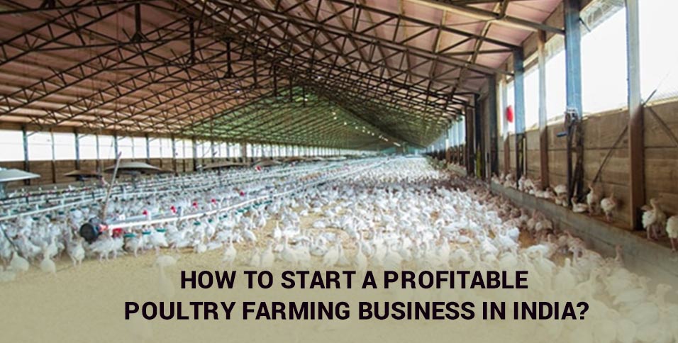 How to Start a Profitable Poultry Farming Business in India