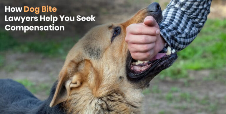 How Dog Bite Lawyers Help You Seek Compensation