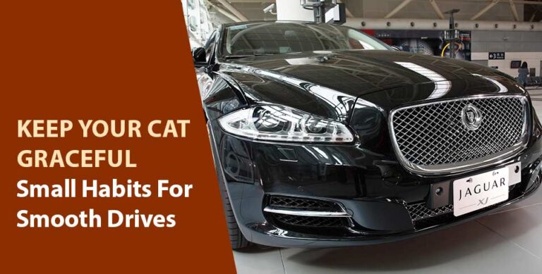 Keep Your Cat Graceful: Small Habits For Smooth Drives
