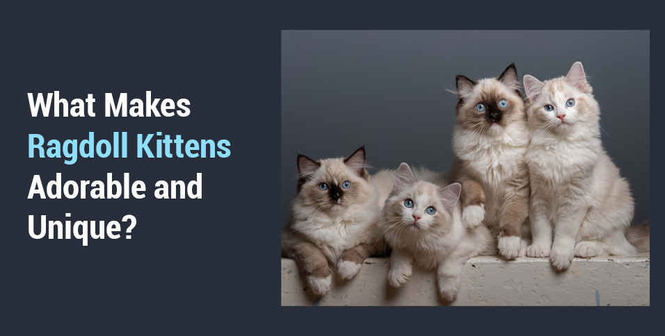 What Makes Ragdoll Kittens Adorable and Unique?