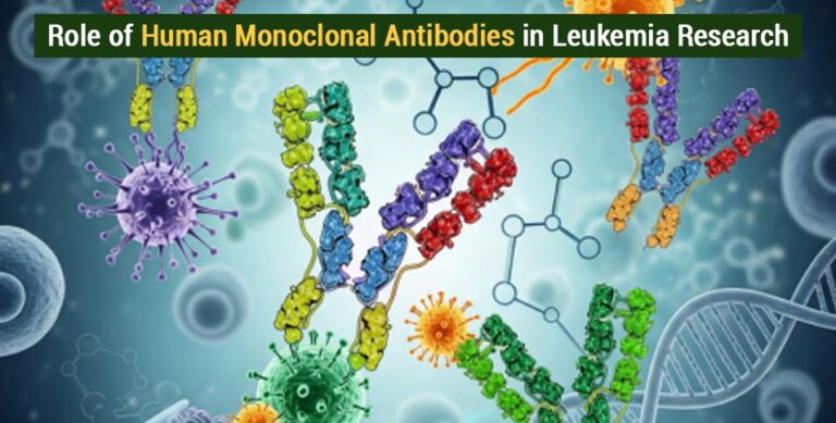 Role of Human Monoclonal Antibodies in Leukemia Research
