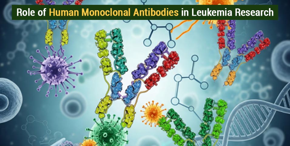 Role of Human Monoclonal Antibodies in Leukemia Research