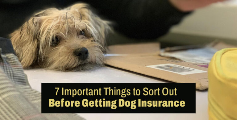 7 Important Things to Sort Out Before Getting Dog Insurance
