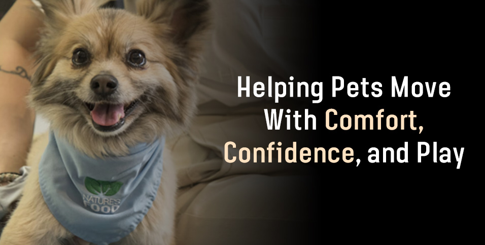 Helping Pets Move With Comfort, Confidence, and Play
