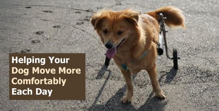 Helping Your Dog Move More Comfortably