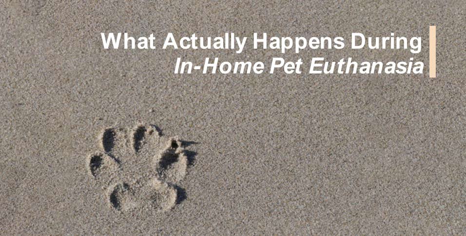 In-Home Pet Euthanasia