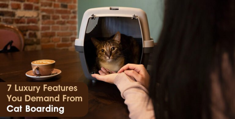 Luxury Cat Boarding